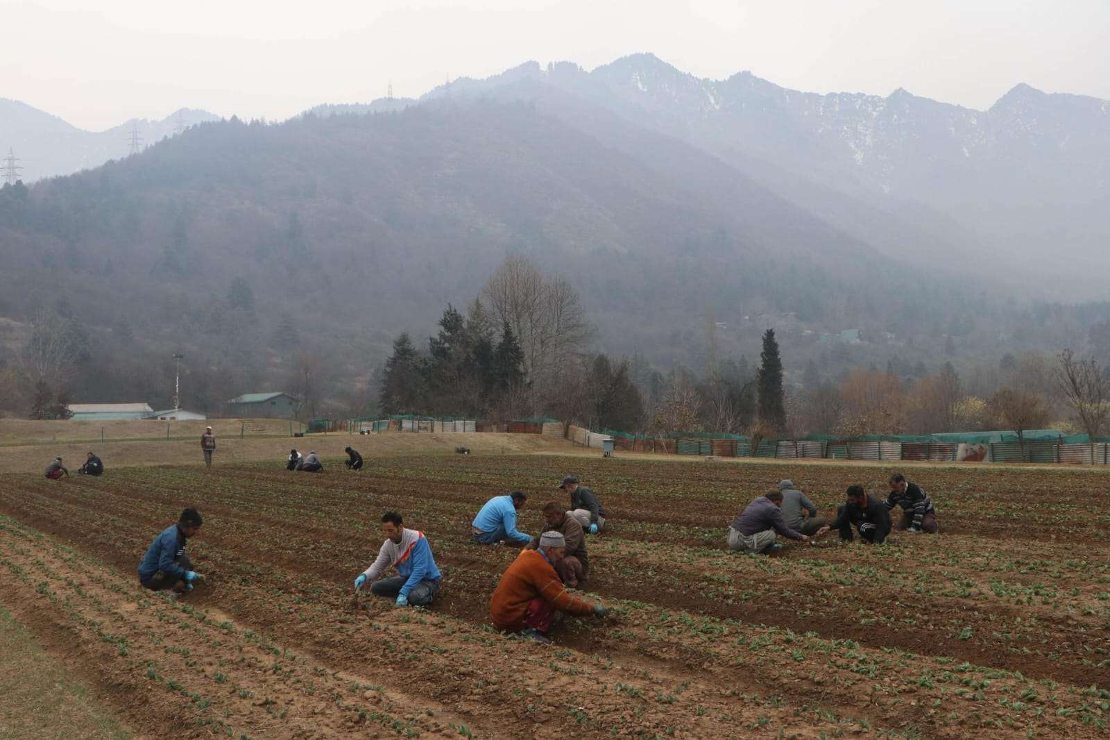 Kashmir News: Asia largest Tulip Garden to showcase 1.7 million bulbs, introduces two new varieties