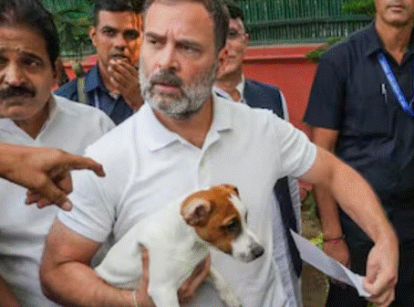 Dispute Erupts Across the Country Over SC’s Order on Stray Dogs; Rahul Gandhi Calls the Decision ‘Cruel and Shortsighted’