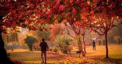 Autumn magic transforms Kashmir into golden paradise