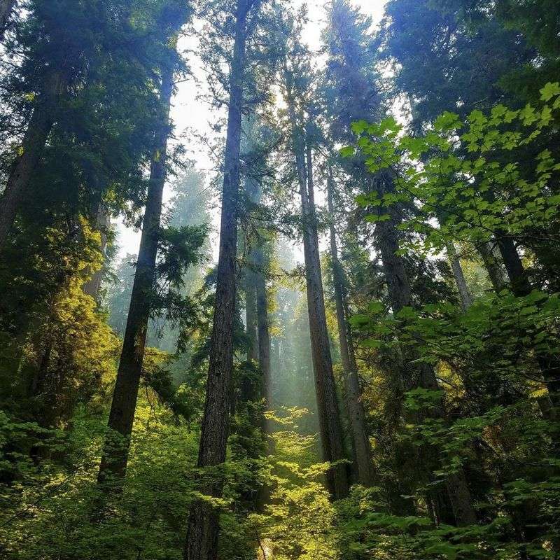 12500 Kanals of Forest Land Encroached in Jammu, Say Officials