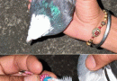 Pigeon From Pakistan Found In Hiranagar Kathua, 4th Such Case In Recent Times
